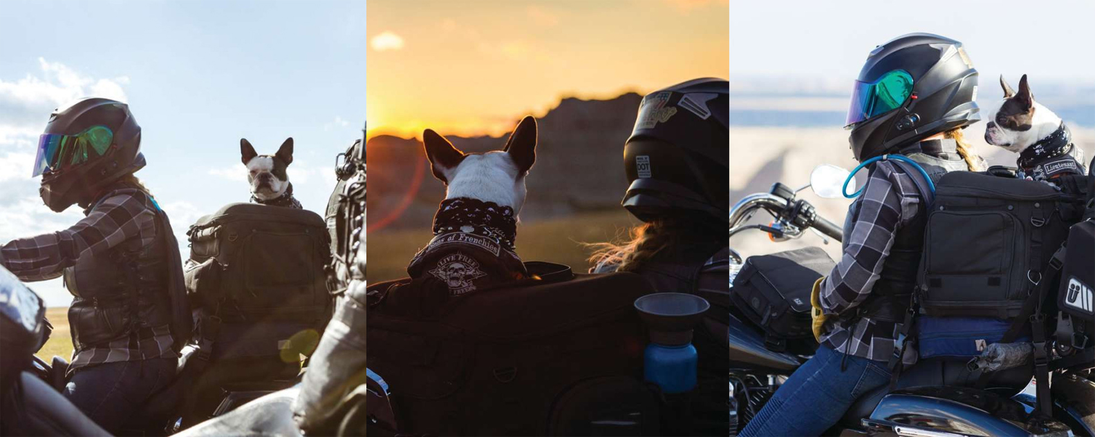 Comment transporter son chien ou son chat à moto ?